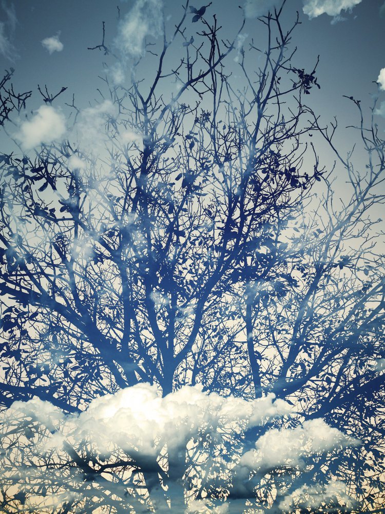 Dromerige bomen tegen een blauwe lucht door Angelo Cerantola