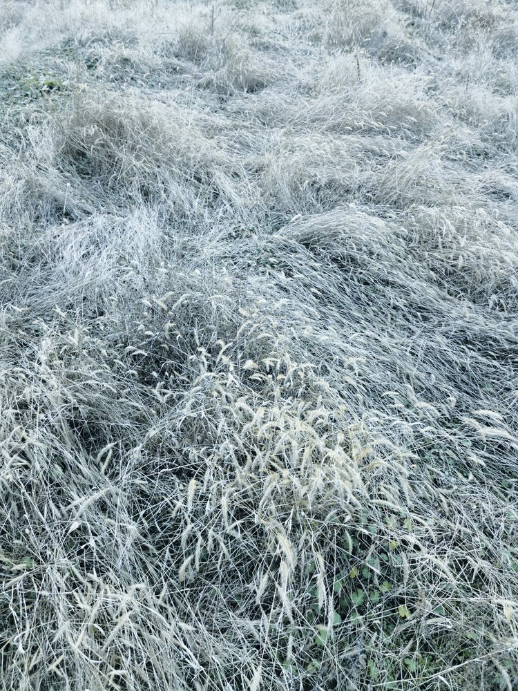 Beslagen wintergras door Angelo Cerantola