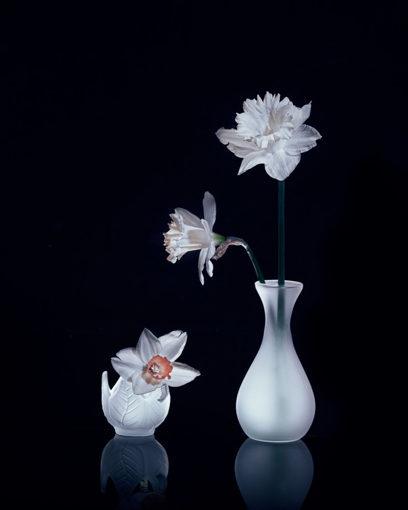 Stilleven met witte narcissen door Anna Qu