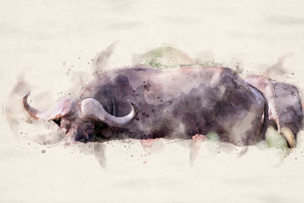 Afrikaanse buffel, aquarel door Arno Du Toit