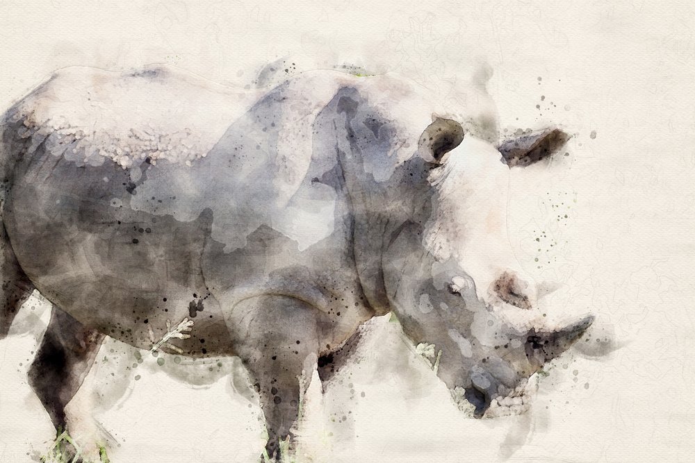 Sierlijke neushoorn in aquarel door Arno Du Toit