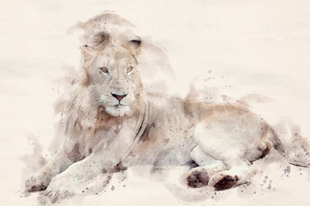 Majestueuze witte leeuw, aquarel door Arno Du Toit