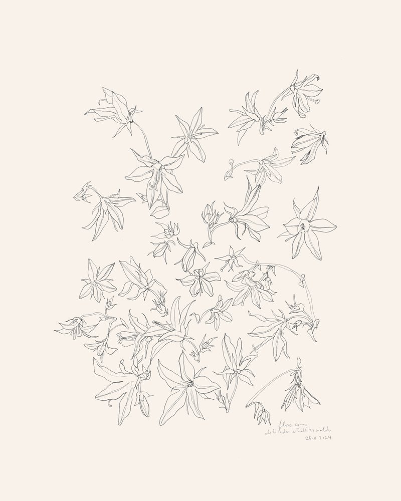 Botanische bloemenstudie door Catalina Somolinos