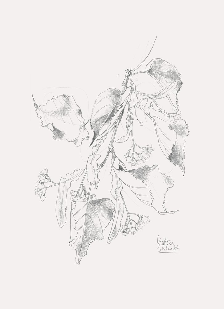 Fijne schets van een lindeboom door Catalina Somolinos