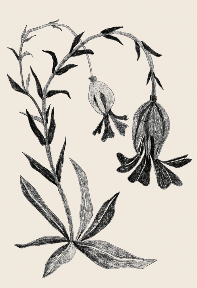 Elegante botanische bloem door Catalina Somolinos