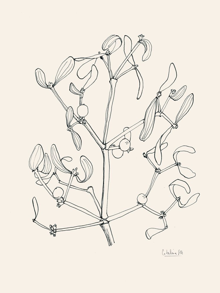 Kerstmis: Maretak - Lijntekening door Catalina Somolinos