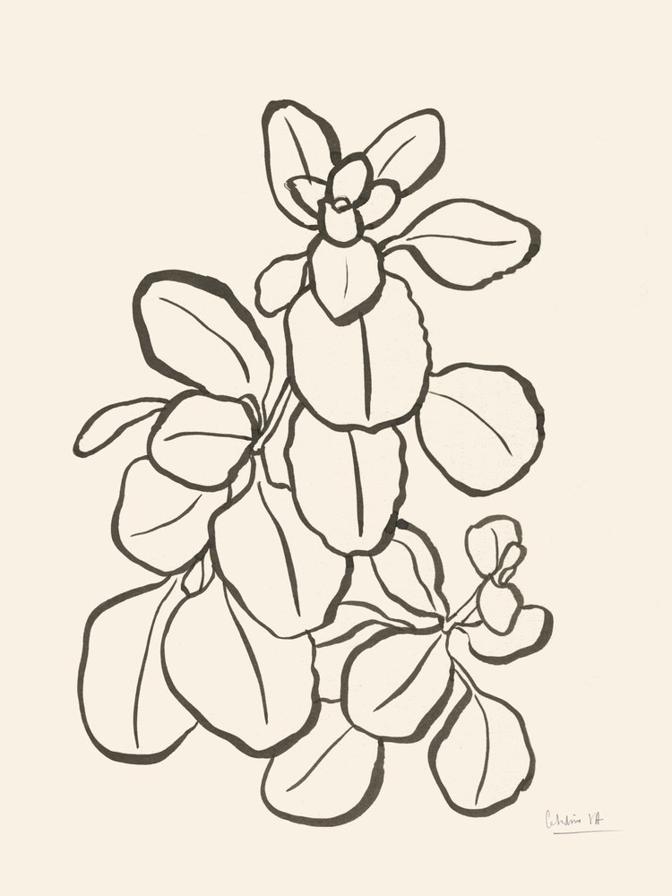 Biologische bladtekening door Catalina Somolinos