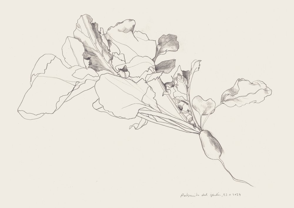 Botanische tekening van een radijs door Catalina Somolinos