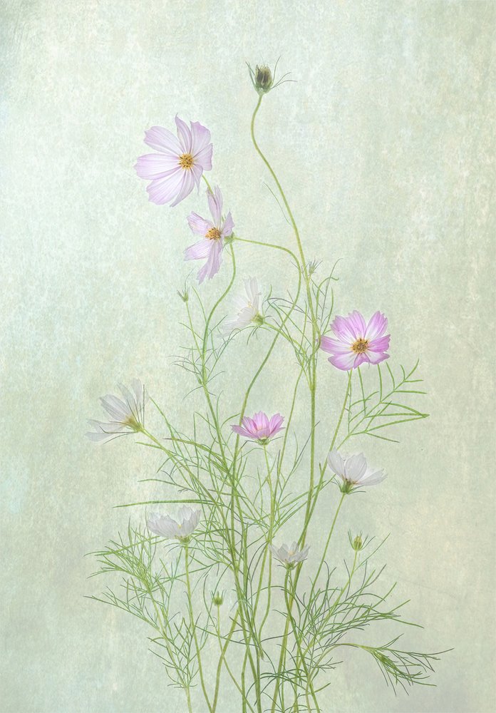 Verfijnde cosmosbloemen door Catherine Wang