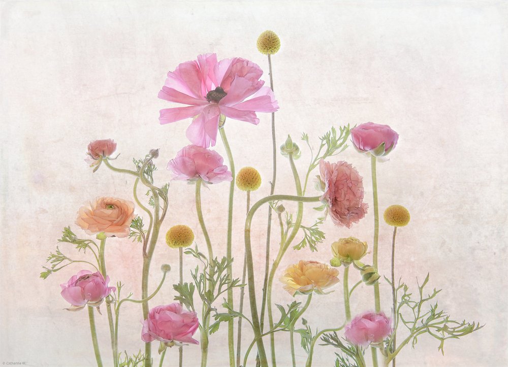 Soft Pink Ranunculus door Catherine Wang