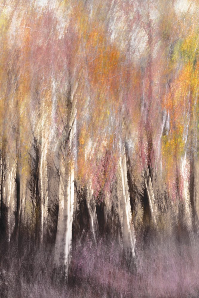 Abstracte herfstberk door Christina Sillen