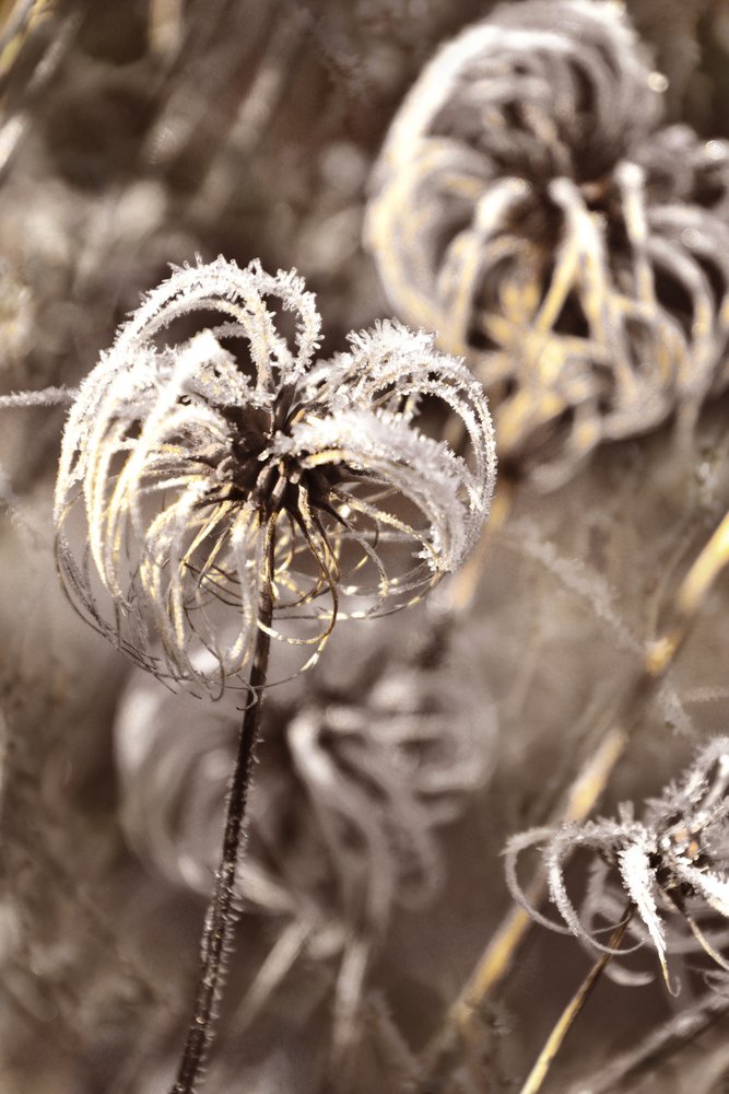 Zachte wintervorst door Christina Sillen
