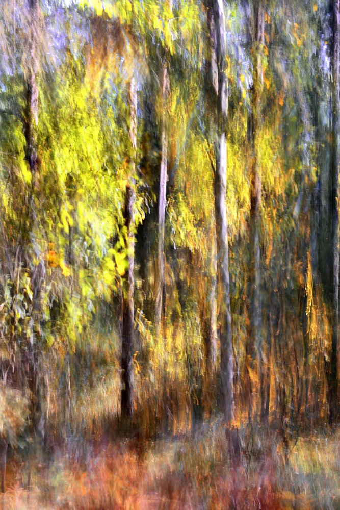 Dromerig herfstbos door Christina Sillen