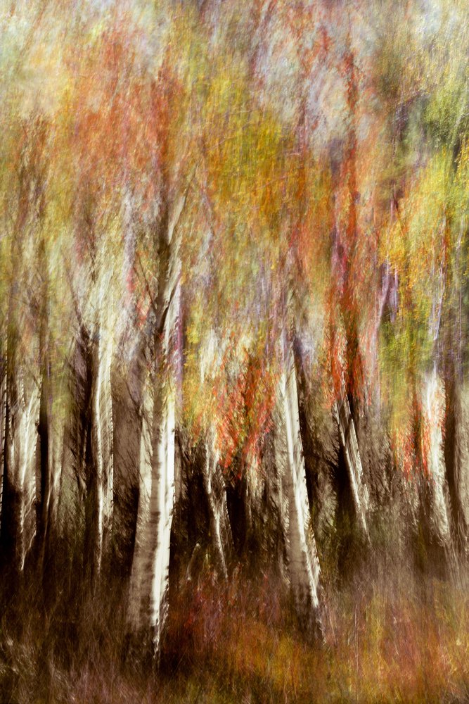 Dromerig herfstbos door Christina Sillen