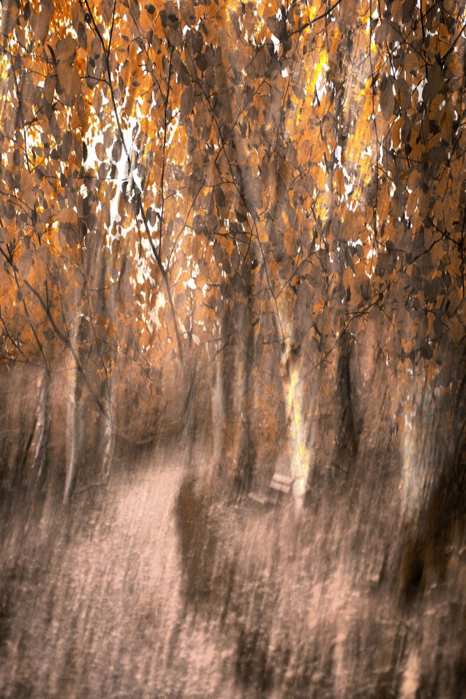 Dromerig herfstpad door het bos door Christina Sillen