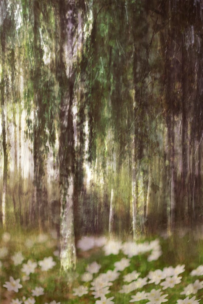Een dromerig berkenbos door Christina Sillen