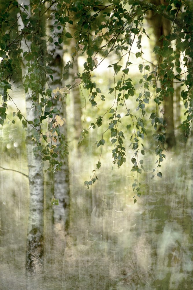 Dromerig berkenbos door Christina Sillen