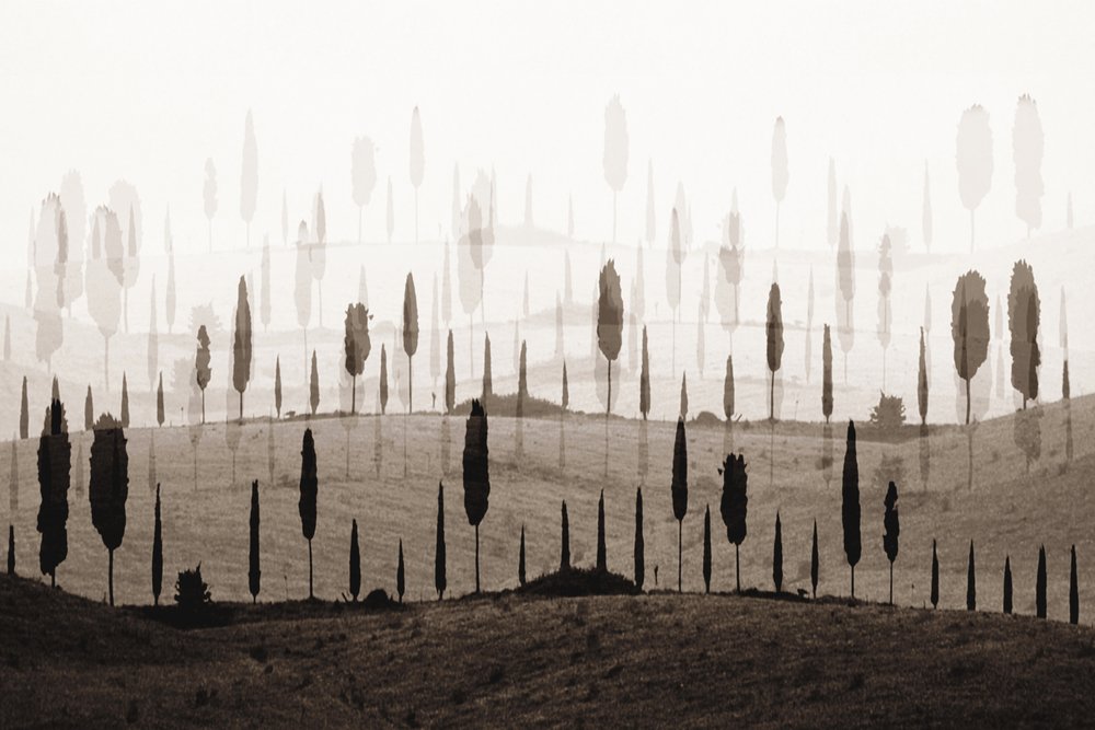 De betoverende Cypress Hills door Christina Sillen