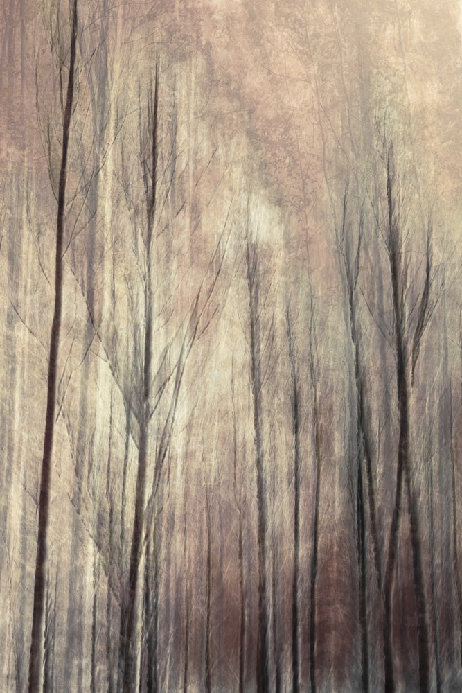 Dromerige bosbomen door Christina Sillen