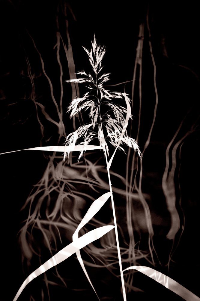 Elegant Sepia Reed door Christina Sillen
