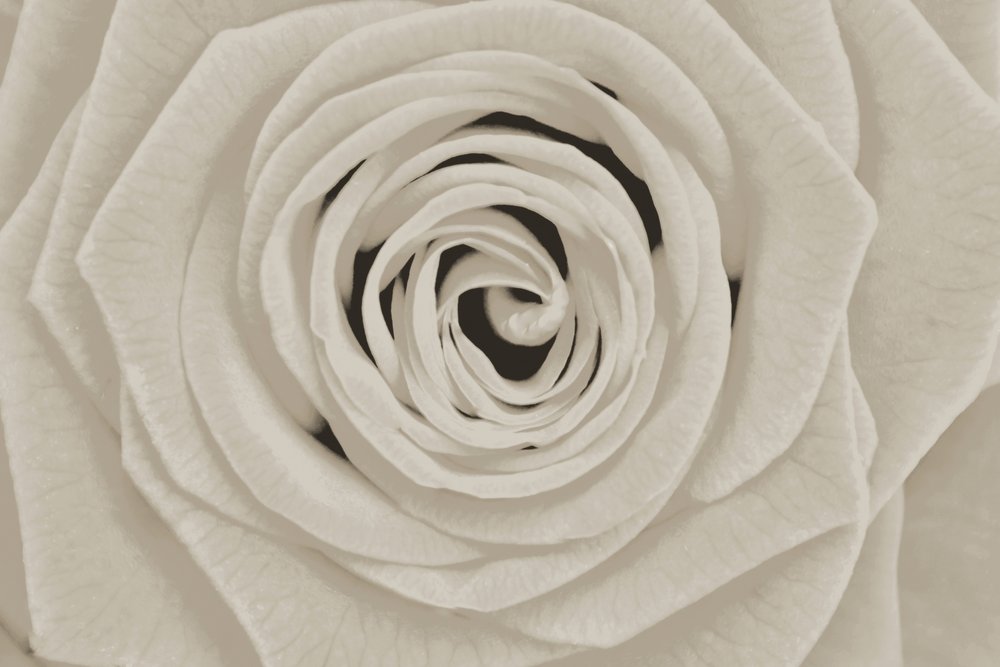 Elegante witte roos door Christina Sillen