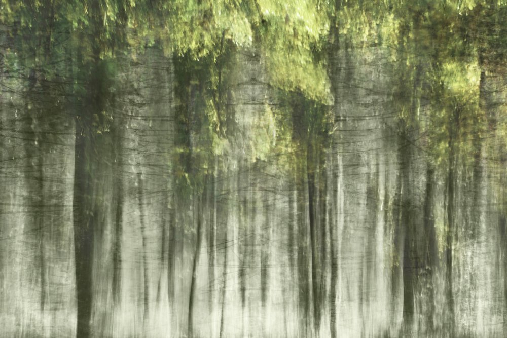 Etherisch boslicht door Christina Sillen