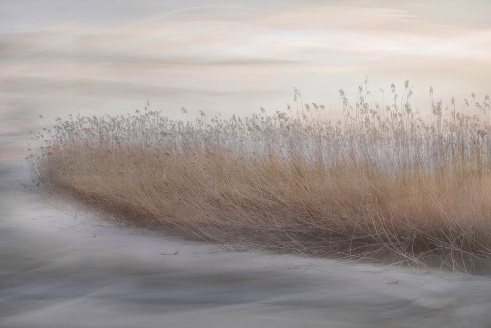 Etherische moerasriet door Christina Sillen