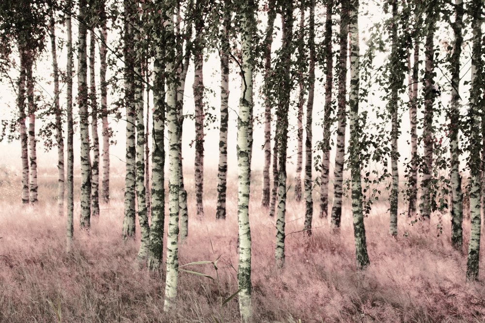 Etherische roze berken door Christina Sillen