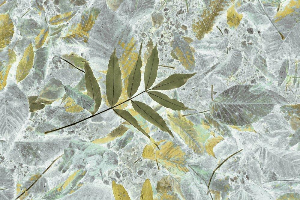 Verbleekte herfstbladeren door Christina Sillen