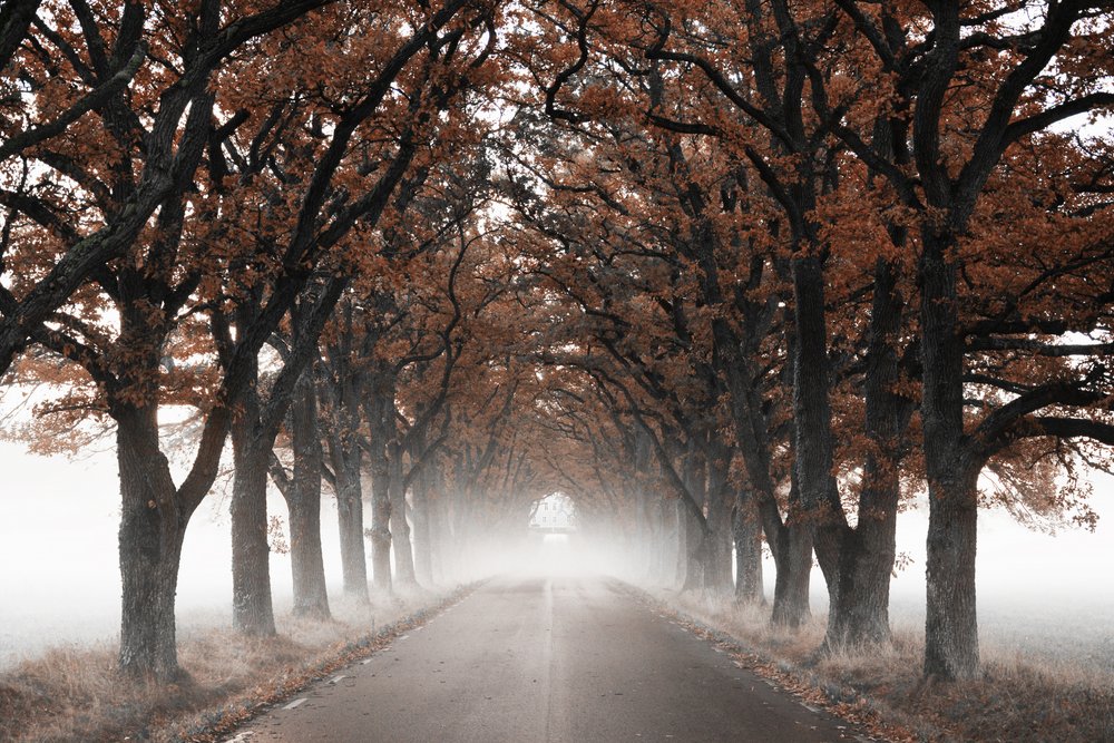 Mistige herfstboomtunnel door Christina Sillen