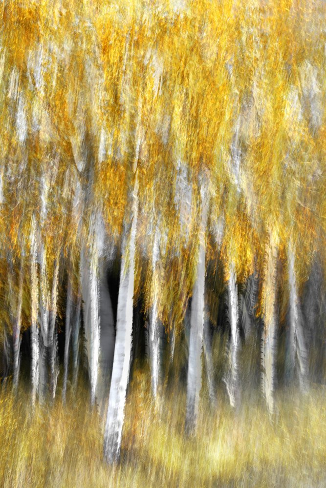Gouden herfstbos door Christina Sillen