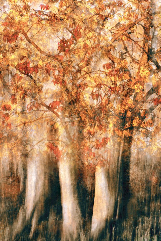 Gouden herfstbos in waas door Christina Sillen