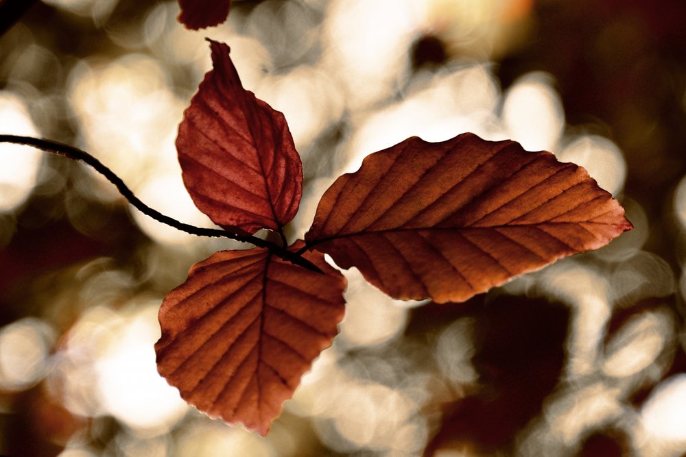 Gouden herfstbladeren door Christina Sillen