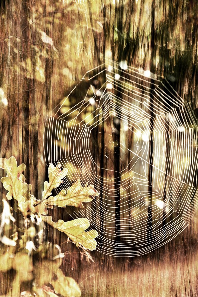 Gouden herfstspinnenweb door Christina Sillen