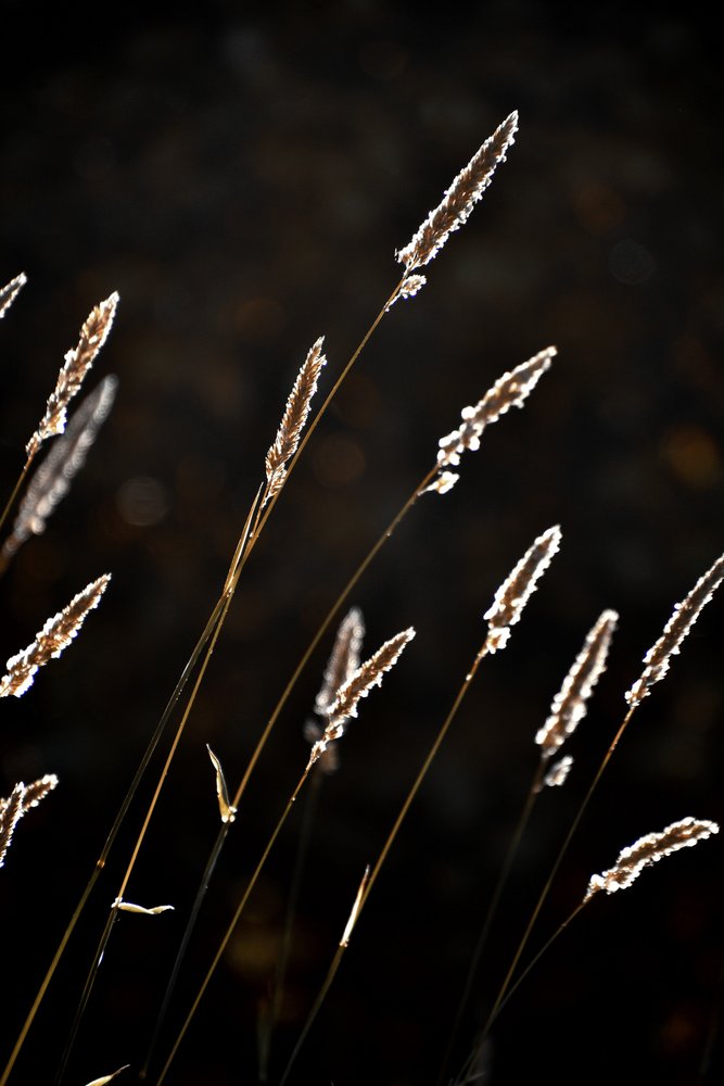 Gouden grasgloed door Christina Sillen