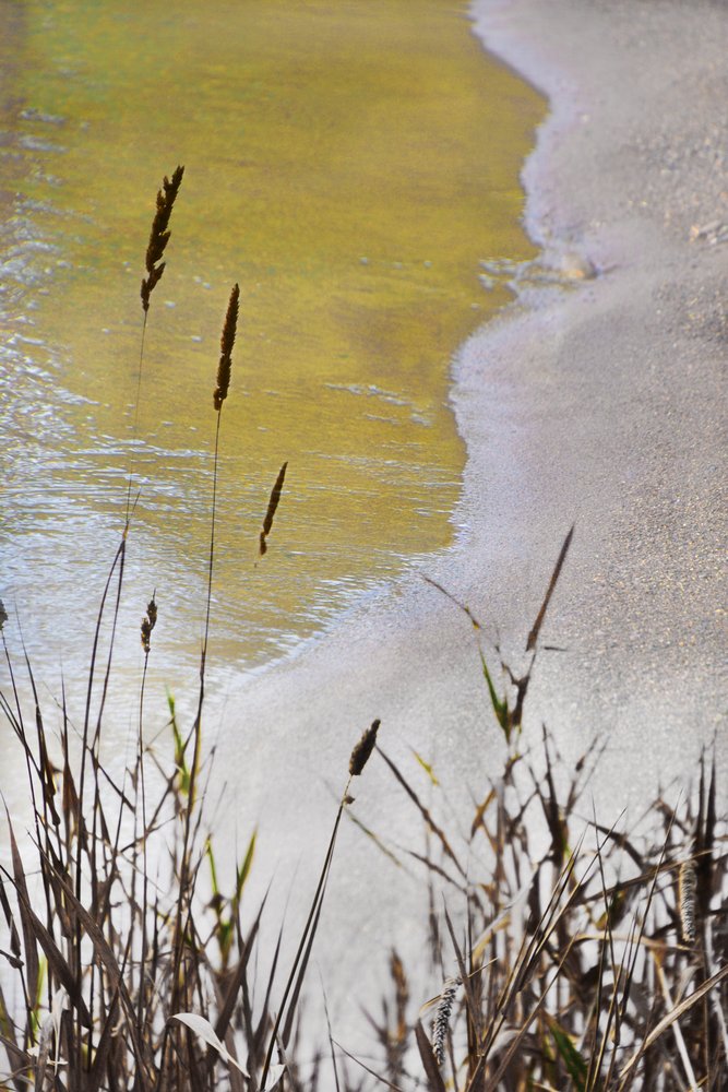 Golden Shore Reeds door Christina Sillen