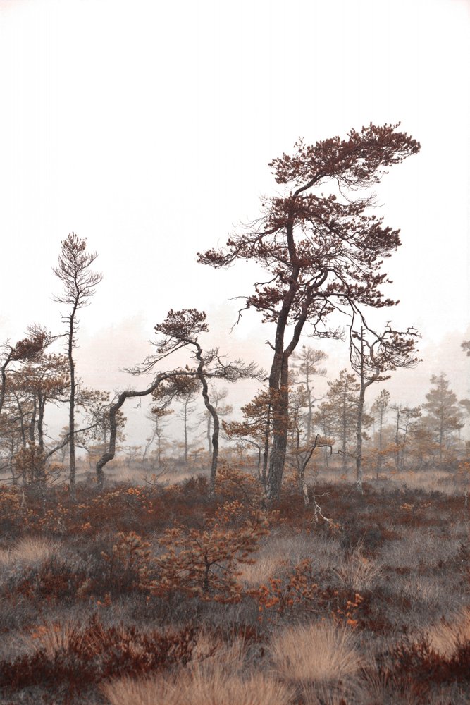 Bomen in het mistige moeras door Christina Sillen