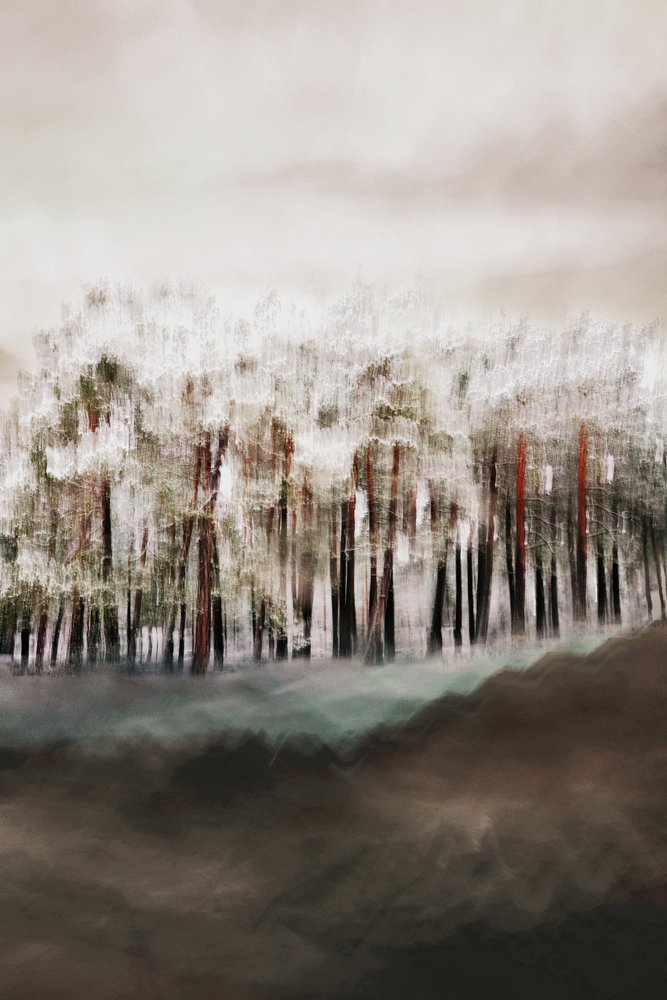 De rust van het mistige bos door Christina Sillen