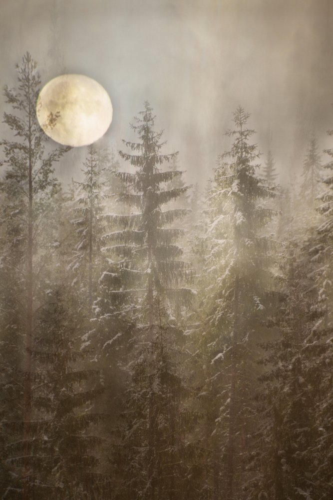 Winterse bos bij maanlicht door Christina Sillen