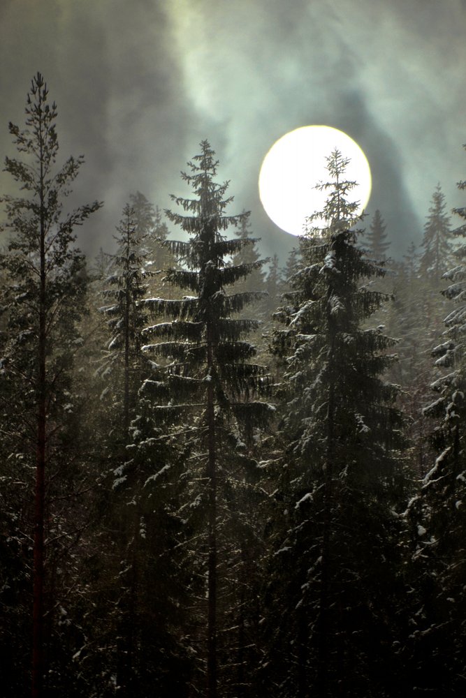 Winterbos bij maanlicht door Christina Sillen