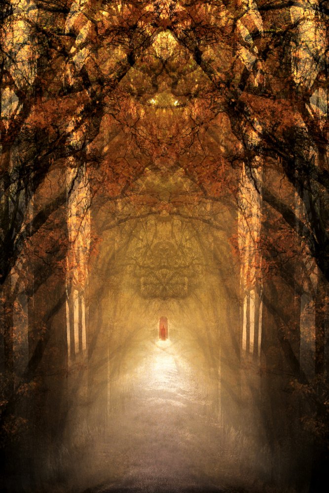 De mystieke bostunnel door Christina Sillen