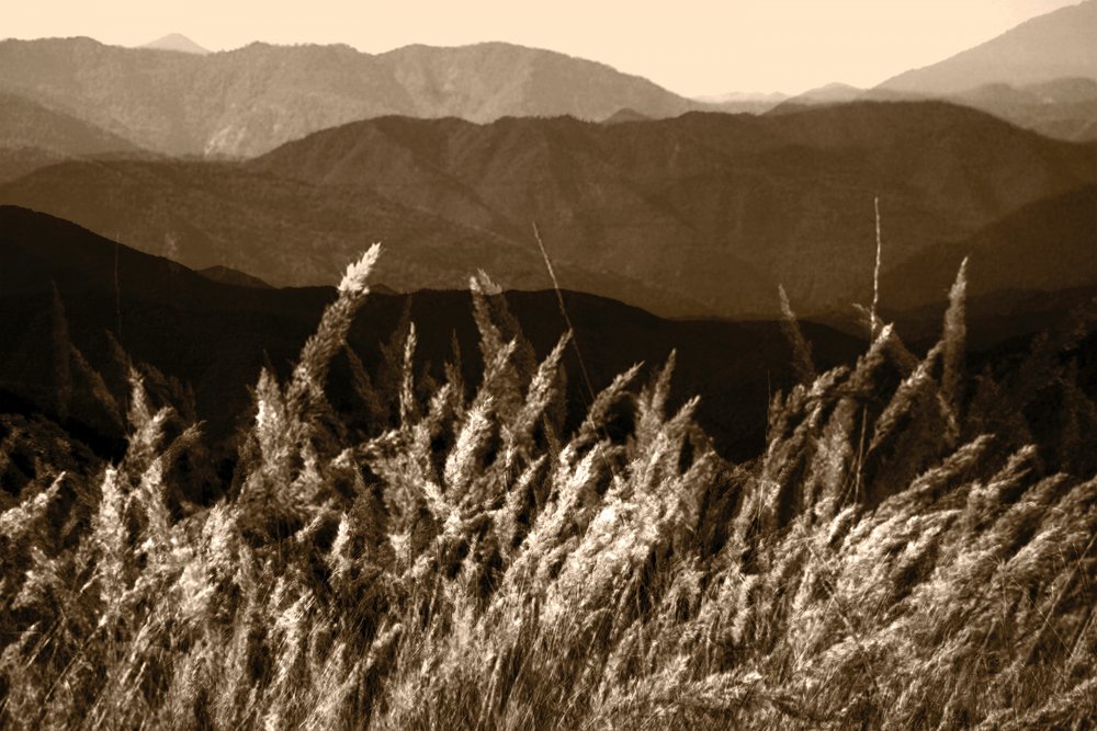 Sepia-berggras door Christina Sillen