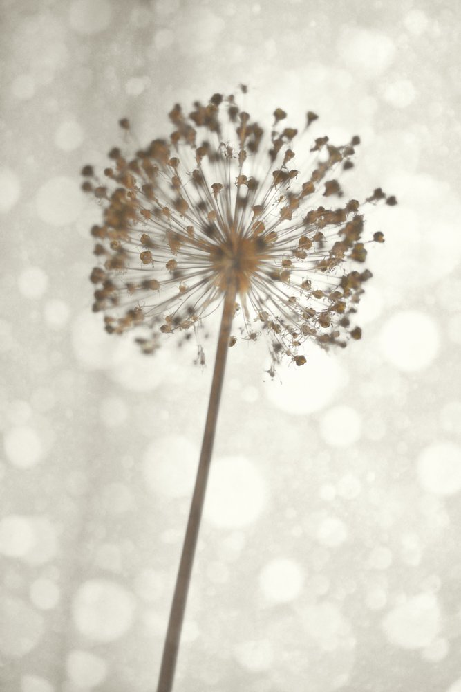 Zachte Allium-bloesem door Christina Sillen
