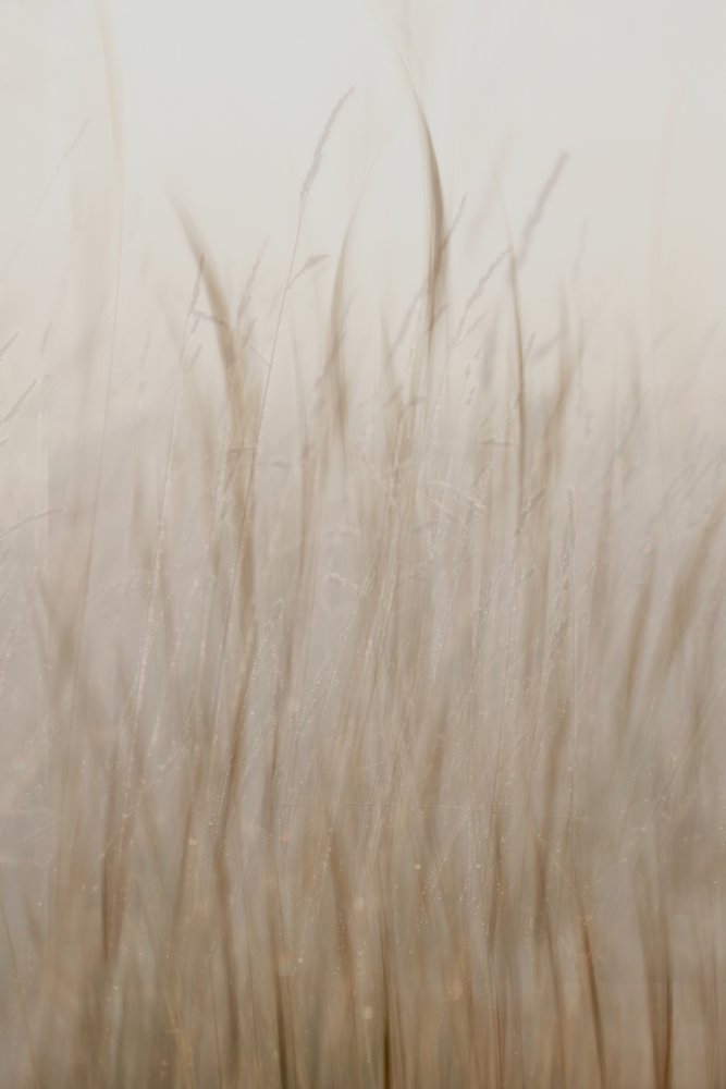 Zachtbeige gras door Christina Sillen