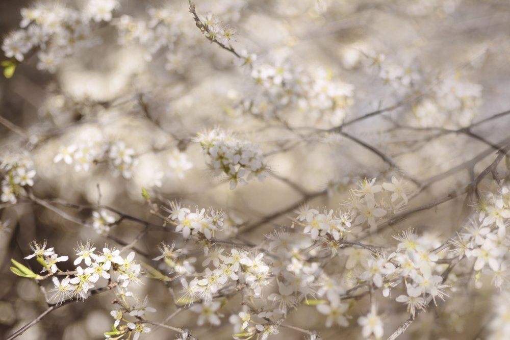 Witte lentebloesems door Christina Sillen