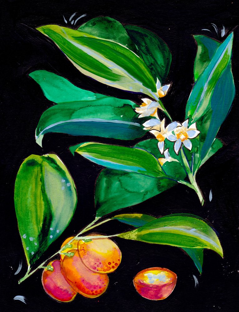 Sinaasappels en bloesems door Christine Lindstrom