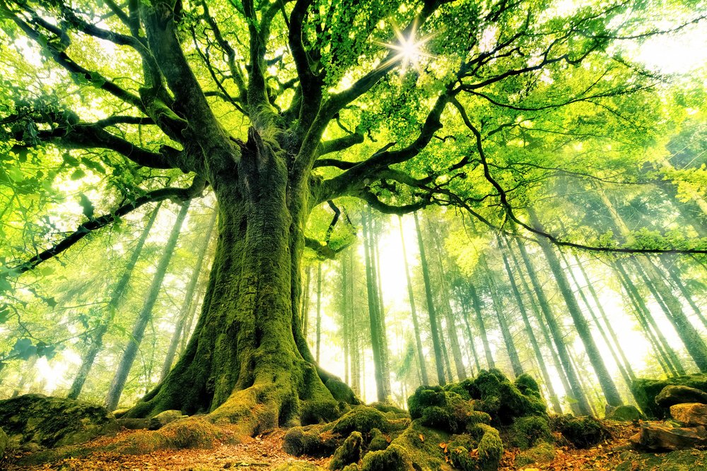 Oude boom in de zon door Christophe Kiciak