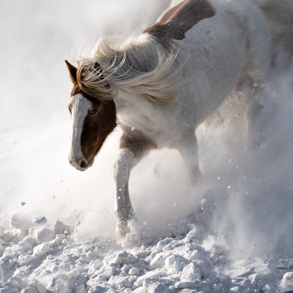 Dynamisch paard in de sneeuw door Chuanxu Ren