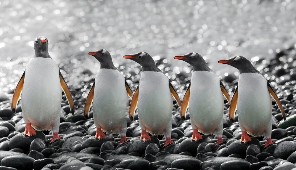 Vijf nieuwsgierige pinguïns door Chuanxu Ren
