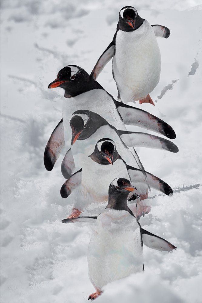 Pinguïns in de sneeuw door Chuanxu Ren